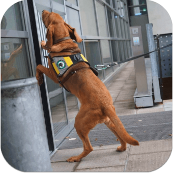 Suchhund Kumari Bloodhound Anzeige Mantrailing