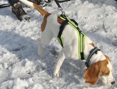 suchund-beagle.jpg