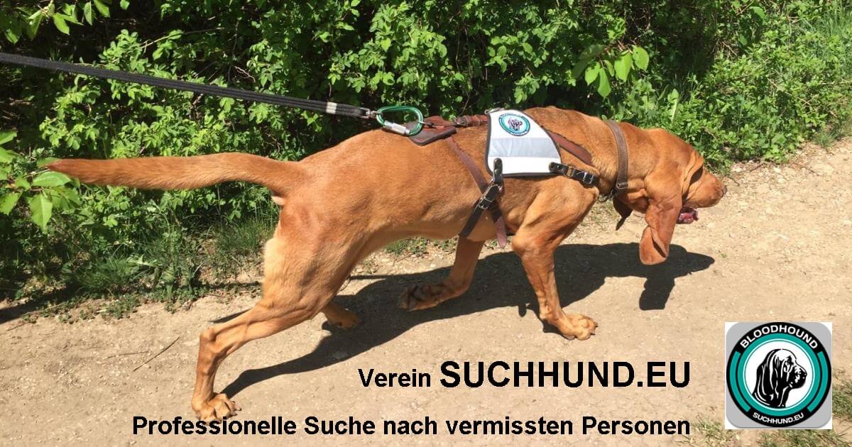 Bloodhound Suchhund Professionelle Suche nach vermissten Personen