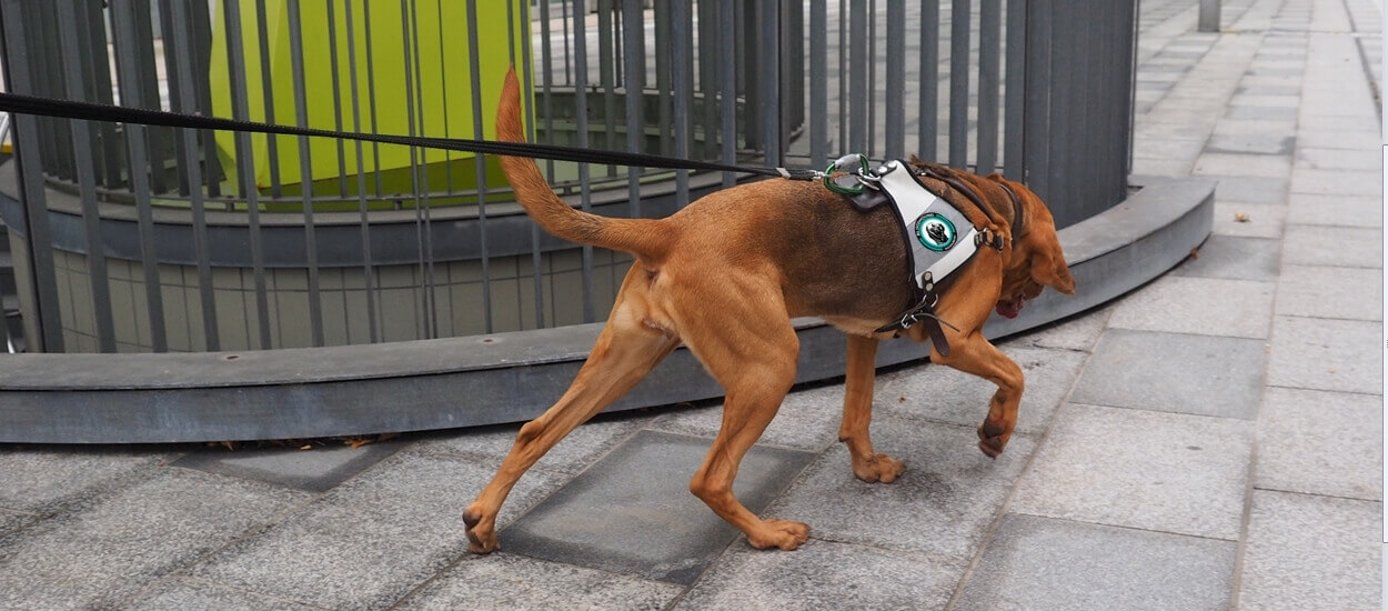 Bloodhound Amira Rettungshund Amira Suche nach vermisster Person
