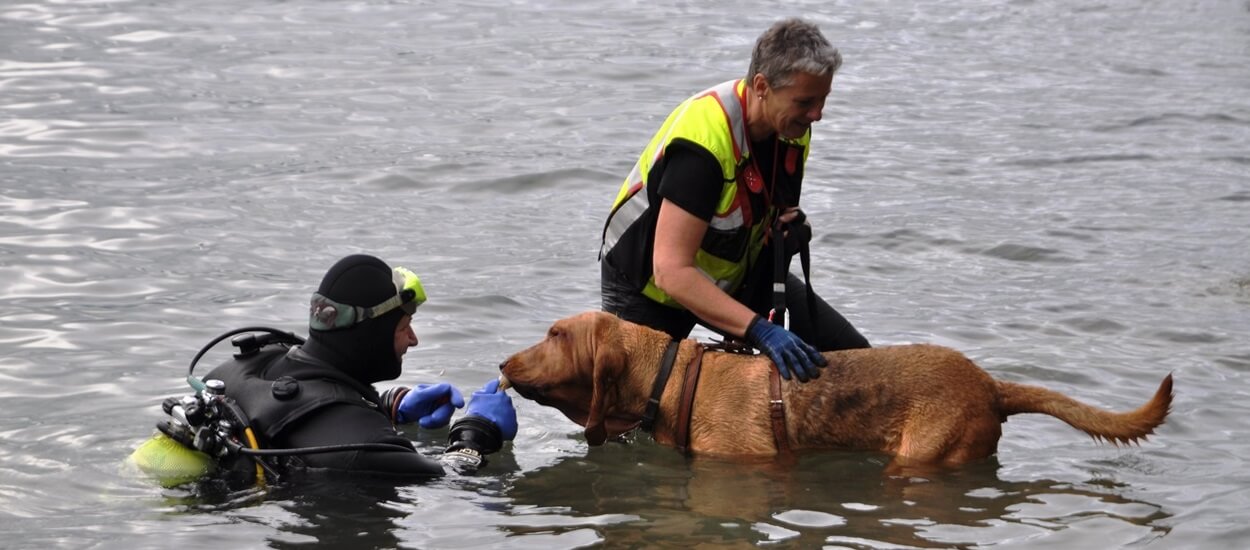 Personensuchhund Bloodhound Kumari Rettungshunde Verein suchhund.eu - Wassertrail - Suche nach vermisster Personen